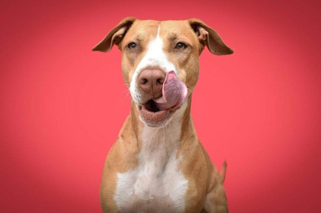 guarderia de perros cedritos bogotá